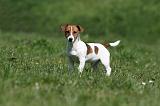 JACK RUSSEL 061